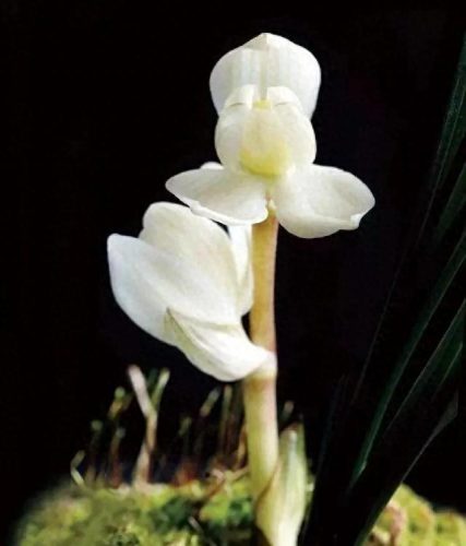 花卉价格排名前十(名贵花卉排名价格)插图6