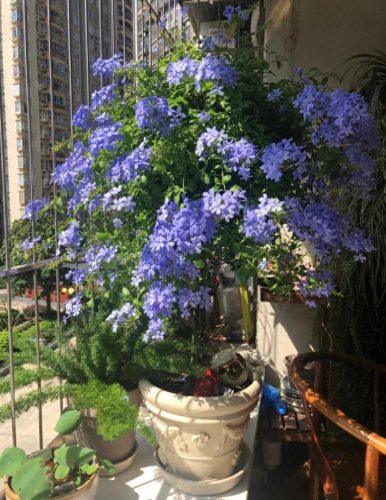 花卉价位排名前十(十大香水花卉排名)插图20
