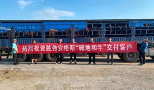 养牛公司排名前十(养牛的10大忠告)插图3