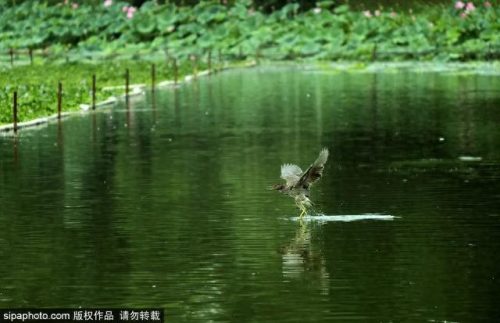 北京西城免费公园排名前十(北京最好免费公园)插图1