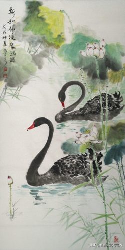 白腹凯克鹦鹉(凯克多少钱一只)插图3
