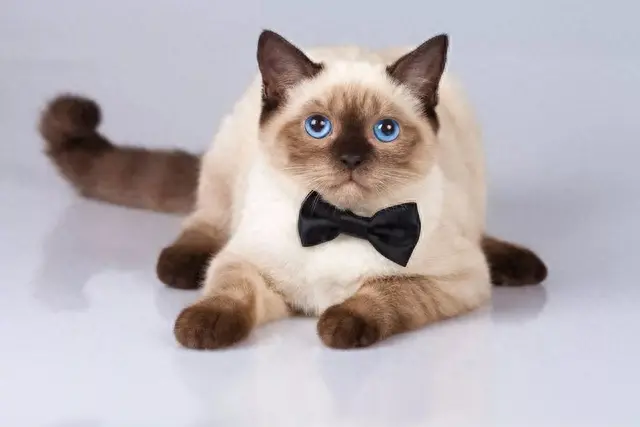 猫性格排名前十(性格好粘人的猫)插图6