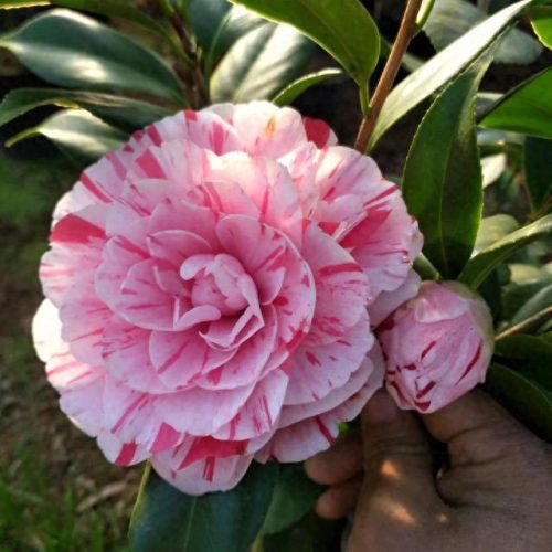 茶花品种排名前十(茶花最美的是什么品种)插图8