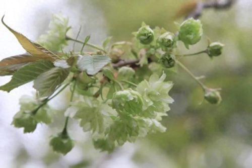 武汉 樱花(武汉樱花医护专场)插图10