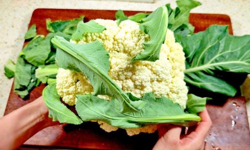 花椰菜吃的是什么部位(吃花椰菜主要吃哪个部分)插图7