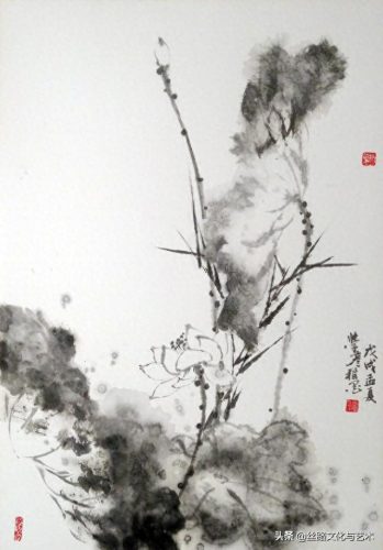 白腹凯克鹦鹉(凯克多少钱一只)插图20