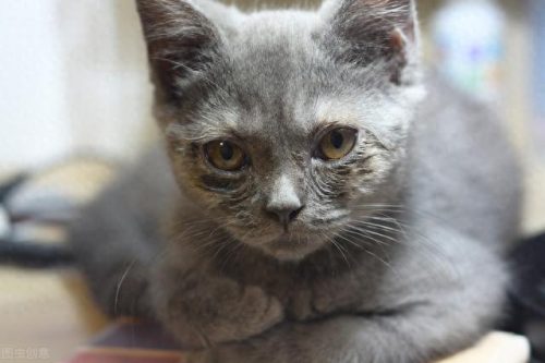 猫咪疾病排名前十(聪明的猫咪排名前十的)插图3