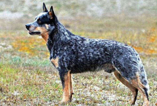 宠物犬的聪明度排名前十(常见宠物犬智力排名)插图9