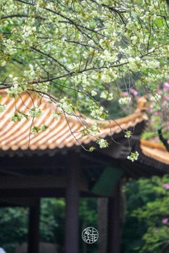 武汉 樱花(武汉樱花医护专场)插图2