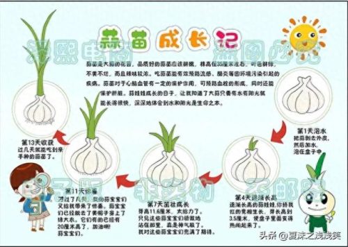 植物的手抄报怎么做(用植物做手抄报)插图2