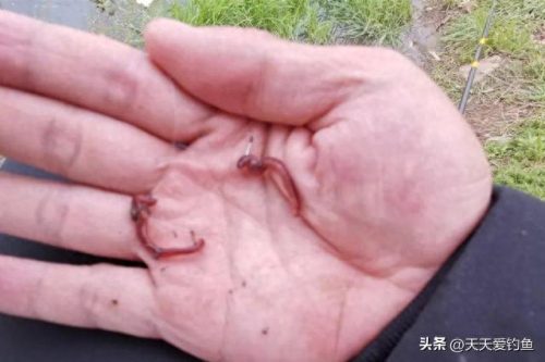 活饵排名前十(鱼饵实力排行)插图1