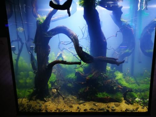 迷你鱼缸平价排名前十(迷你水族箱小鱼缸教程)插图