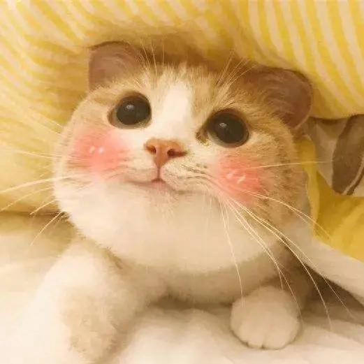 猫性格排名前十(性格好粘人的猫)插图12