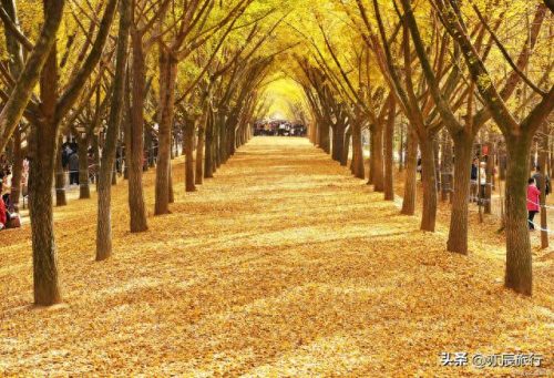银杏景点排名前十(中国十大银杏景区)插图14