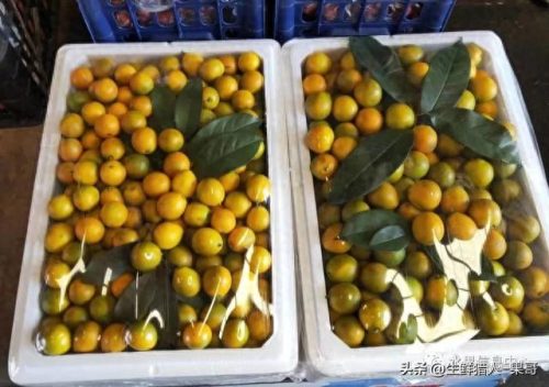 金桔品种排名前十(金桔哪些品种最好)插图10