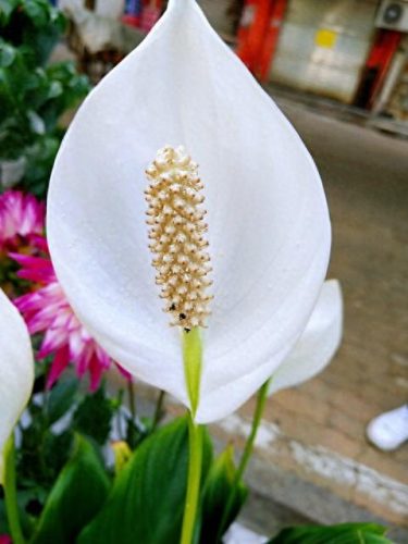 一帆风顺花图片(全屏漂亮吉祥花图片)插图19