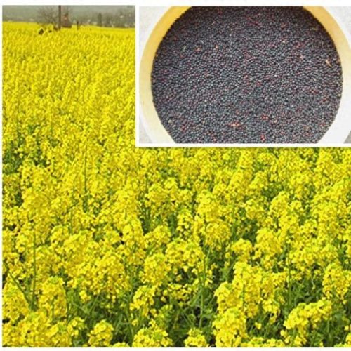 各国油菜产量排名前十(黔油32号油菜种产量高不高)插图