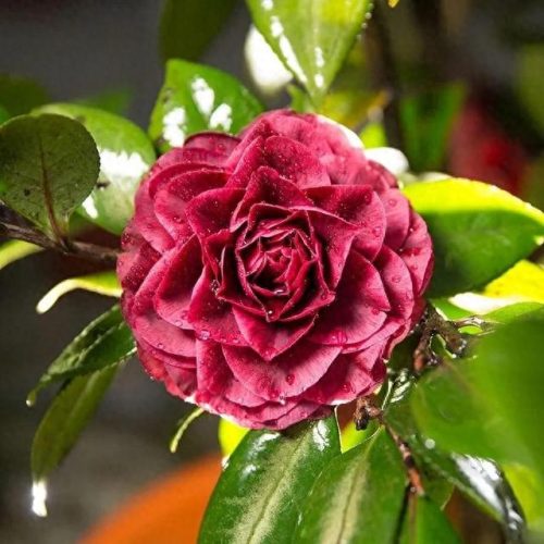 茶花品种排名前十(茶花最美的是什么品种)插图13