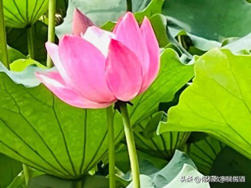 中国民办大学法学排名前十(全国法学民办院校排名)插图25