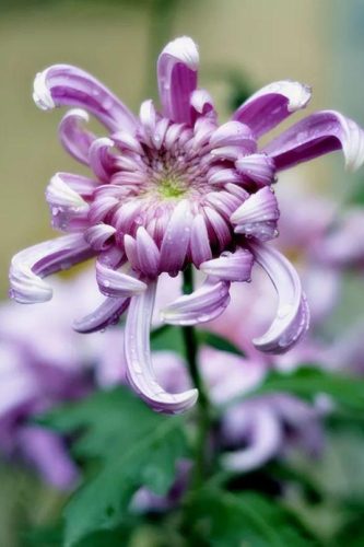 不是花中偏爱菊 此花开尽更无花的意思(花中偏爱菊此花开尽更无花的意思)插图3