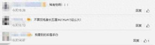 琥珀中发现古雏鸟(琥珀雏鸟最新消息)插图1