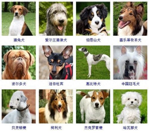 宠物的种类(宠物种类大全)插图3