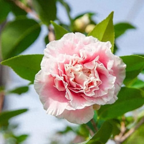 茶花品种排名前十(茶花最美的是什么品种)插图15