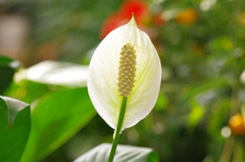 一帆风顺花图片(全屏漂亮吉祥花图片)插图6