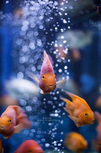 鱼鱼桌面秀(鱼鱼桌面秀侧边栏)插图65
