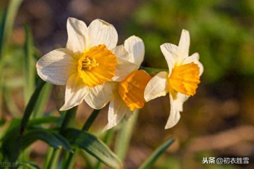 郁闷水仙花(经典爱情悲剧水仙花)插图1
