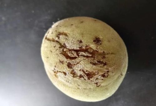 桃树病虫害图片(桃树病虫害图解大全)插图1