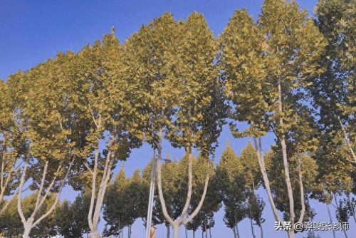 河南省前十职业大学排名(职业大学在河南省排名)插图3