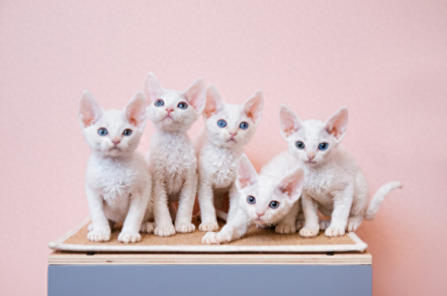 猫性格排名前十(性格好粘人的猫)插图3