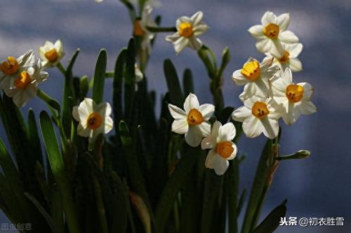 郁闷水仙花(经典爱情悲剧水仙花)插图2