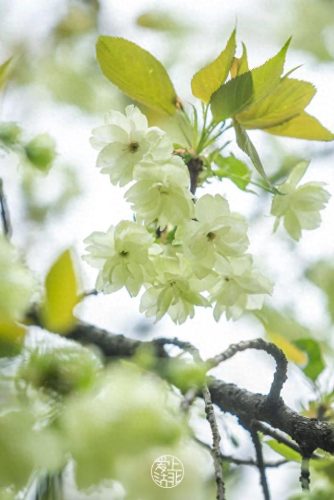 武汉 樱花(武汉樱花医护专场)插图7