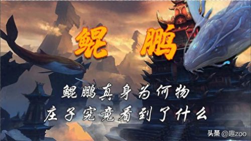 乌鸦世界排名前十(乌鸦战斗力排名)插图