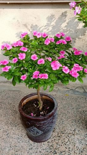 花卉价位排名前十(十大香水花卉排名)插图12
