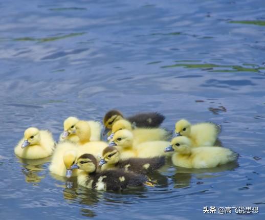 生产队里养了一群小鸭子(我们村里养了一群小鸭子儿歌)插图