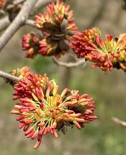 园艺种植价格排名前十(国内园艺公司排名)插图18