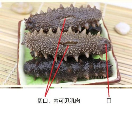上海最贵海参排名前十(十大海参排名第一)插图2