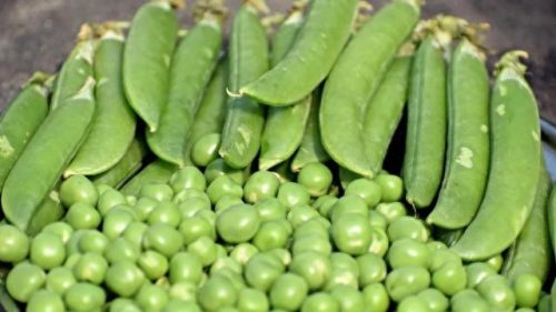 缅甸豆类产量排名前十(缅甸十大蔬菜价格)插图2