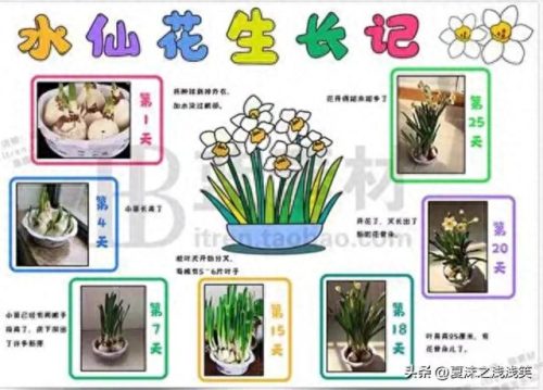 植物的手抄报怎么做(用植物做手抄报)插图6