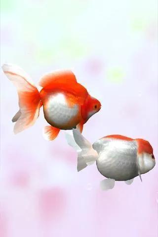 鱼鱼桌面秀(鱼鱼桌面秀侧边栏)插图106