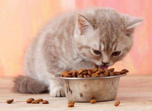 猫吃鱼会不会被鱼刺卡住(猫被鱼刺卡了会自愈吗)插图11