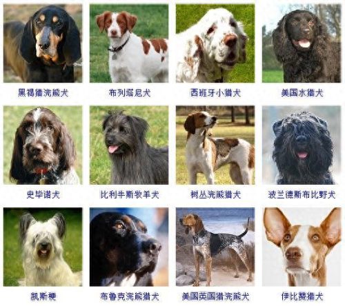 宠物的种类(宠物种类大全)插图13