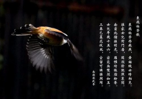 劳燕分飞的劳燕指的是什么意思(劳燕是什么意思)插图3