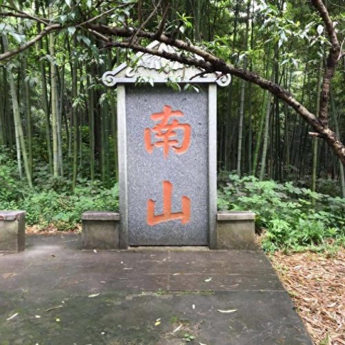 桑寄生的功效与作用及食用方法(桑寄生图片)插图2