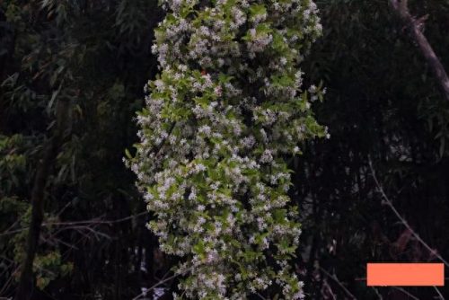 廊架排名前十(辽宁廊架哪家好)插图14