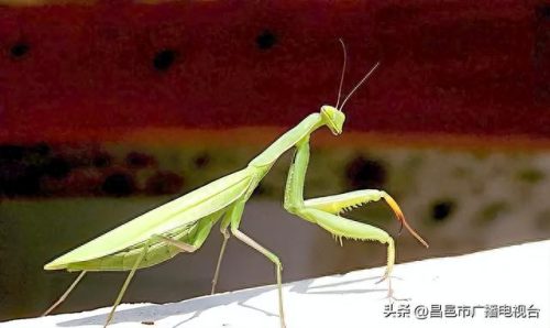 世界上谁的寿命最短(寿命最短国家排名)插图4
