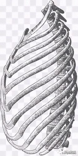什么叫含胸(含胸是指什么意思)插图3